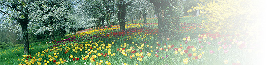 Frühlingswiese